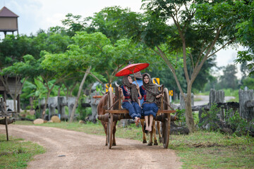 ox carts in Thailand. Farmer woman on ox cow cart.