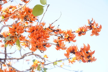 Beautiful palas flowers on blur background blooming in summer. Orange flowers in Thailand, Cambodia and Laos.