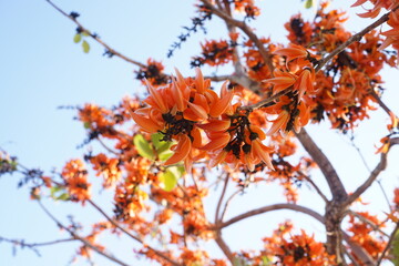 Beautiful palas flowers on blur background blooming in summer. Orange flowers in Thailand, Cambodia and Laos.