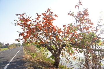 Naklejka premium Beautiful palas flowers on blur background blooming in summer. Orange flowers in Thailand, Cambodia and Laos.