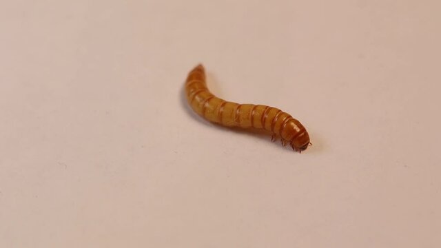 closeup black beetle larva on white background | mealworms. mealworm isolated. Stages of the mealworm. the life cycle of a meal worm. meal worms. superworms, super worms, superworm, super worm. insect