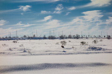 Rabbits looking for food in a snowy and icy field on a cold winter's day.