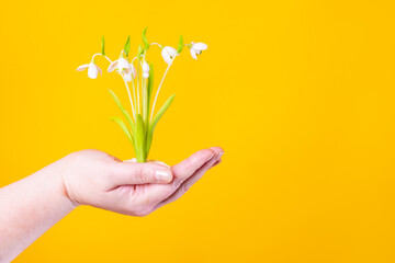 Flowers in a woman hand on an orange background. Careful attitude to nature. Concept of the environmental program. Space for text. Spring flowers. A small bouquet of snowdrops.