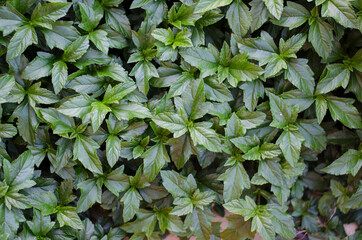 Green leaves wall on background