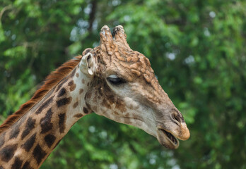 Giraffe