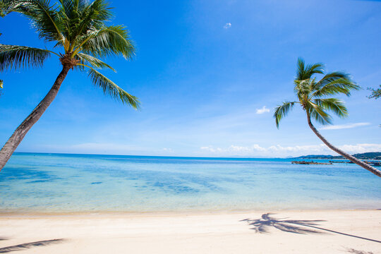 beach with coconut trees © yutthachai