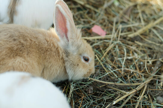 Adorable brown rabbit eating food and sitting on dried grass in the rabbit farm. Fluffy bunny concept.