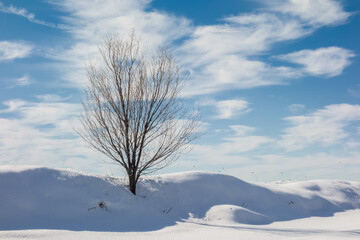 Lonely tree in a snowy field on a cold winter's day.