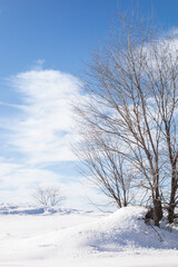Trees in snowy countryside on a cold winter's day. A foreground group on the right and one in the background on the left. Vertical view.