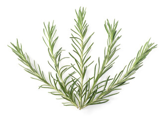 fresh curry plant isolated on white background, top view