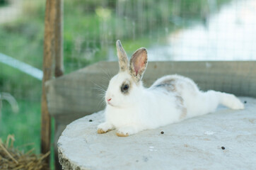 White rabbit outdoors.Close up bunny rabbit in agriculture farm.Rabbits are small mammals in the family Leporidae
