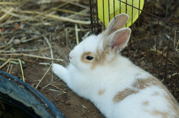 White rabbit outdoors.Close up bunny rabbit in agriculture farm.Rabbits are small mammals in the family Leporidae