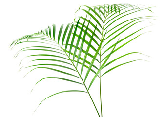 fresh palm leaves isolated on white background
