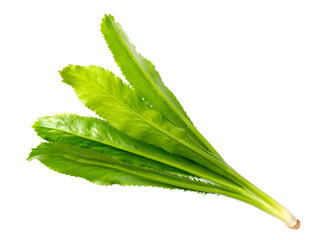 fresh culantro leaves isolated on white background, top view