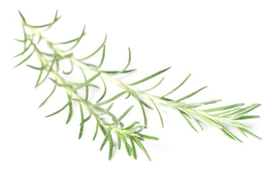 fresh curry plant isolated on white background