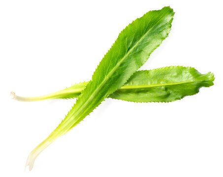 fresh culantro leaves isolated on white background, top view