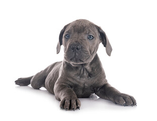 puppy cane corso