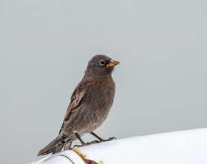 Immature Grey-crowned Rosy-Finch (Leucosticte tephrocotis maxima) St. George Island, Pribilof Islands, Alaska, USA