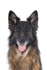german shepherd in studio