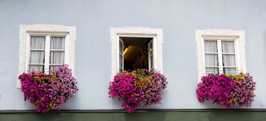 Beautiful flowers in the window