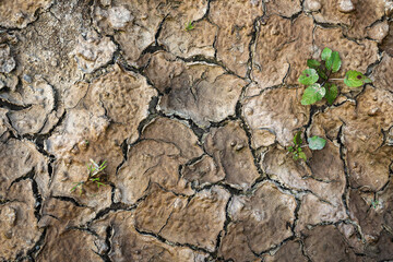 Green plants growing on a cracked earth