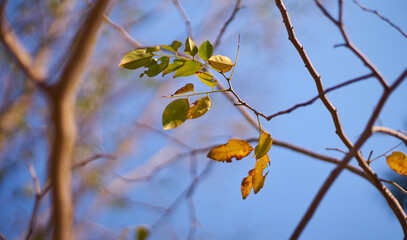 Multi colors of leaves on the branch