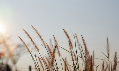 Fototapeta premium Fur foxtail grass on a sunny day