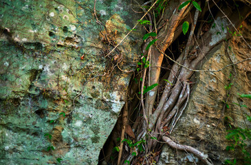 The root of the big tree on the rock