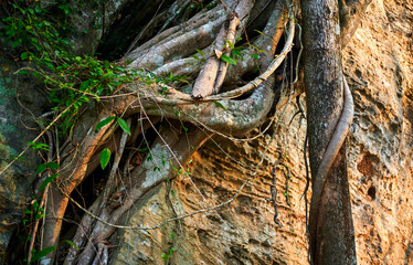 The root of the big tree on the rock