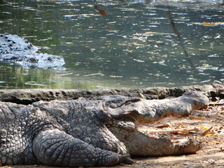 alligator in the swamp