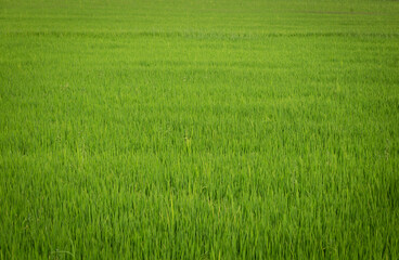 Naklejka na ściany i meble Green rice fields for the background.