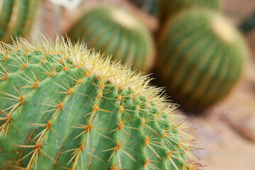 Closeup image of Echinocactus Grusonii. The macro photo shows the details of the thorns on the tops of the cactus.