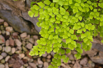 Maidenhair fern likes to grow in the shade and moist.