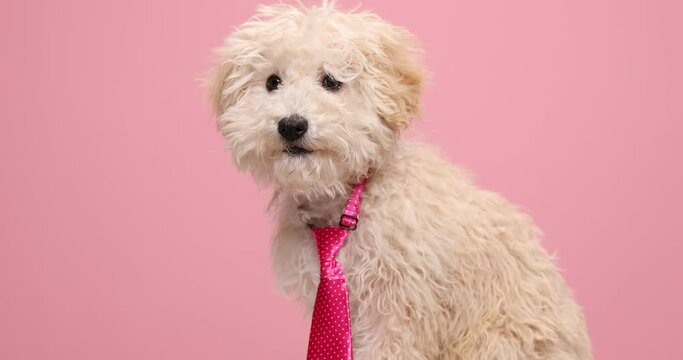 elegant caniche dog wearing a pink tie with dots, licking his mouth, yawning, feeling sleepy, looking aside, looking down and sniffing 