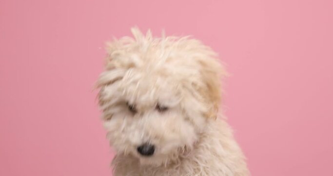 cute caniche dog licking his mouth, wearing a red bowtie, sniffing something on the ground and looking to his side on pink background