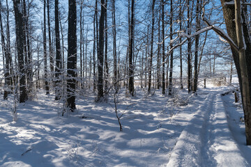 Trail through a forest in winter season