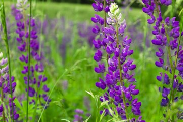 Obraz premium Beautiful colorful blooming lupine flower on green background.