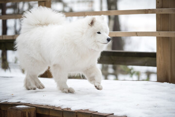 Fluffy Samoyed white dog is running on snow path road Balta kapa