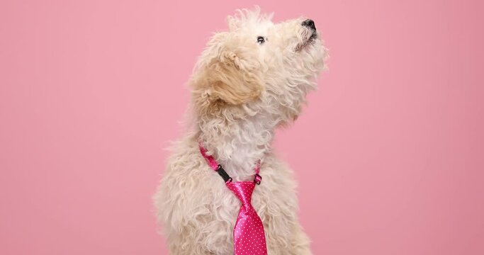 adorable caniche dog licking his mouth repeatedly, wearing a pink tie with dots, looking to side, looking down and up then leaving 