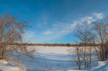 snow covered trees