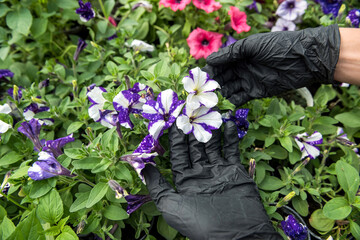 men gloved hands take care of and check the flowers in the greenhouse