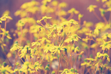 Obraz na płótnie Canvas beautiful yellow spring summer wild flowers field, vintage sunny floral background