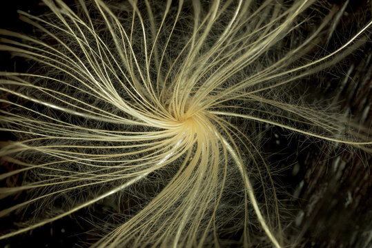 Closeup of a balloon cotton bush hair (Gomphocarpus physocarpa)