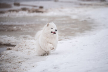 Samoyed white dog is running on snow beach in Latvia