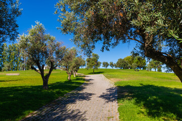 Path between old olive trees in city park