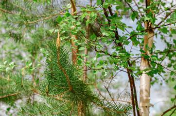 Young green foliage blooms in the trees. Birch tree with fresh green leaves in a meadow in the...