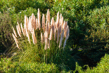 Pampas Grass growing in the wild nature