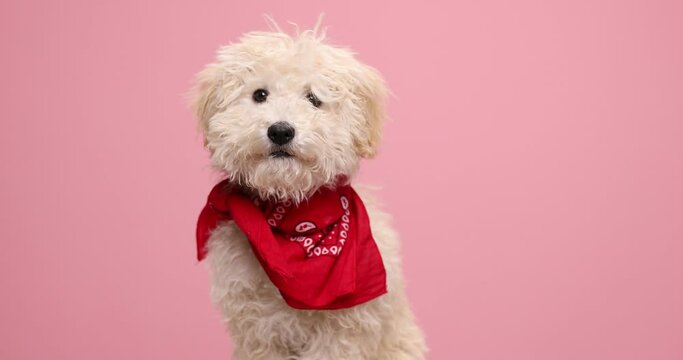 cute little poodle dog sniffing for food and wearing a red bandana against pink background 