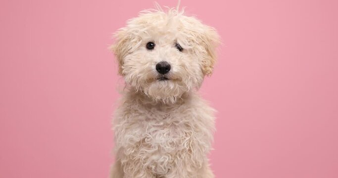 adorable small poodle dog looking at the camera, sniffing and licking his mouth against pink background