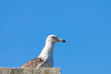 Close up portrait of a seagull or Western gull, Larus occidentalis